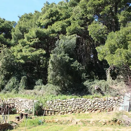 Pine Tree * Ragusa
